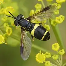 Chrysotoxum