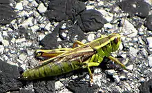 Two-striped grasshopper (Melanoplus bivittatus)