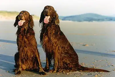 Two female Irish Setters