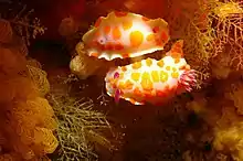 A pair of mating clown nudibranchs in the Poor Knights Islands, New Zealand.