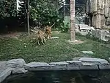 Two tigers encounter one another on a grassy area in a zoo enclosure.