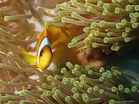 Twoband anemonefish in the Red Sea