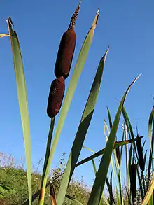 Flower spikes in Lappeenranta, Finland