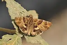 African Marbled Skipper