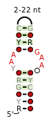 A consensus secondary structure and primary sequence for the UAA-GAN RNA motif.