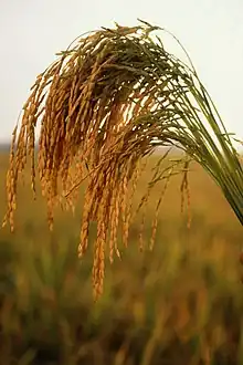 American long-grain rice plants