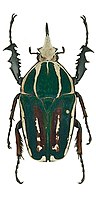 Mecynorhina ugandensis machulkai var.