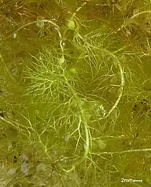 Utricularia vulgaris (common bladderwort)