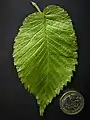 Leaf with £1 coin