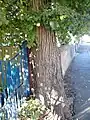 Bark and leaves of dense quasi-globose field elm cultivar in Boswall Rd, Edinburgh