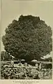 Photo captioned 'Umbraculifera' but possibly 'Androssowii', Bukhara, Uzbekistan (c.1910)