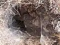 Cobwebs block entrance to cave in Kh. Dhikrin