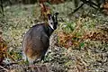 Red-necked wallaby in the Blue Mountains