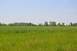 Wheat fields on Union Hill Road