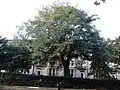 Narrow-leaved Ulmus × hollandica cultivar, Buckingham Terrace, Edinburgh; summer