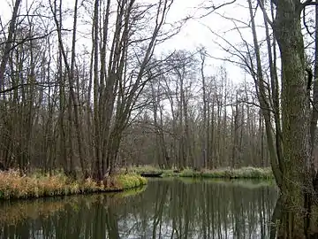 Trees in winter, Germany