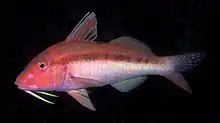 Goatfish