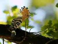 Hoopoe