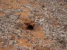 A small hole descends into the red sandy earth at an angle.