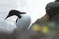 Thick-billed murre (Uria lomvia).