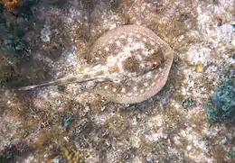 Ray with fine dark lines on a light background, swimming over an invertebrate-encrusted bottom