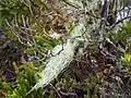 Usnea near the peak