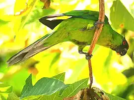 A green parrot with a dark-green face