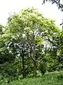 Tree at Stanmer Park Arboretum, Brighton