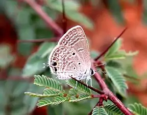 Ventral view