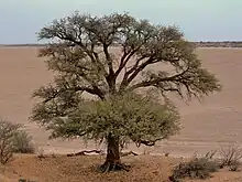 Vachellia erioloba, Kalahari desert