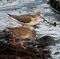 Common greenshank is significantly larger than, for example Common redshank.