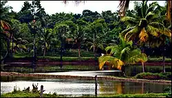 Vadavannur rice fields