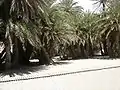 The palm forest remaining at the back of the beach, not actually in the national park. Boardwalks facilitate walking over the sand.