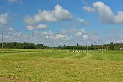 White storks on Palvere village field