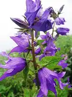 Giant bellflower