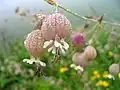 A Flower in Valley of Flowers (VoF).