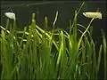 Vallisneria gigantea in a tropical fish tank (with freshwater Nomorhamphus liemi halfbeaks)