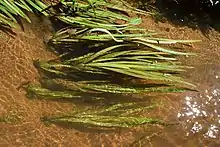 Vallisneria americana