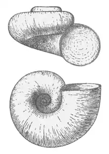 depressed trochiform or valvatiform