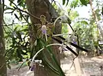 Vanda tessellata in Bangladesh