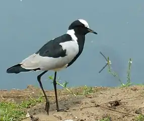 Blacksmith lapwing on the dam shore