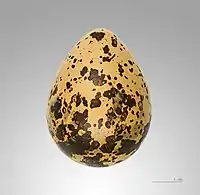 Egg – MHNT