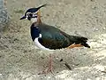 Northern lapwing