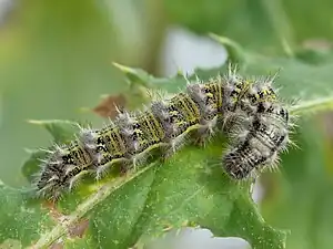 Larva