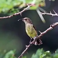 female C. v. falkensteini, Kenya