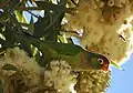 Varied lorikeet at Cloncurry, Queensland