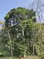 Mature tree showing dome-like canopy