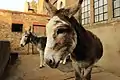 Donkeys Bert & Ernie