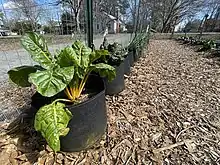 Grows bags provide a flexible and mobile gardening environment for land labs.  Chard and kale are growing in these grow bags.