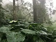 Vegetation on Nandi Hills